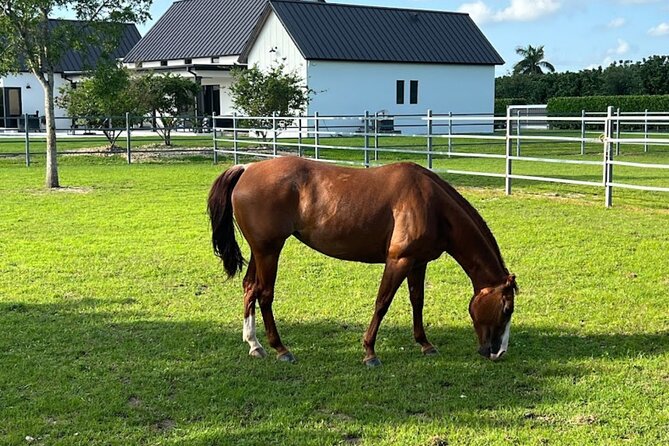 1 hour of ATV + 1 hour horse ride-- free videos and pictures - Hour Two on Horseback: Beautiful Horses and a Slower Pace