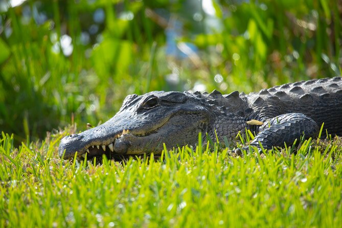 1 hr Private Airboat Everglades Tour near Miami - Islands, Alligators, and the Baby Gator Moment You Can’t Fake