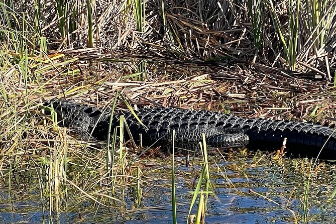 60 min. Everglades Airboat ride & pick-up ,small group +pro guide - Price value: is $78 a fair deal for this Miami Everglades experience?