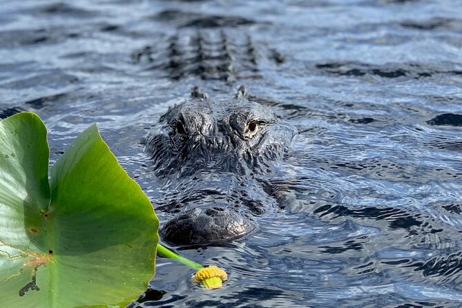 60 Minutes Small Group Everglades Airboat Ride in Miami - What’s Included, What’s Not, and the One Planning Mistake to Avoid