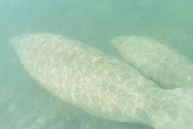 Beginner Friendly Island Snorkeling - Sandspur Island (Raccoon Island) Is the Main Event