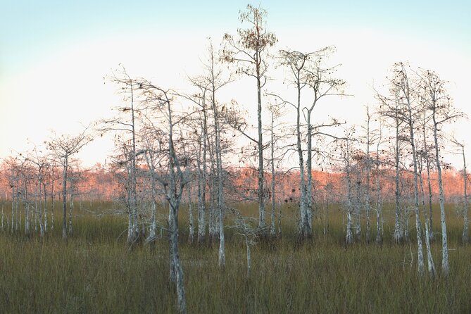 Big Cypress National Preserve Self Guided Driving Audio Tour - Stop 3: Tree Snail Hammock Trail, the short walk with a real payoff