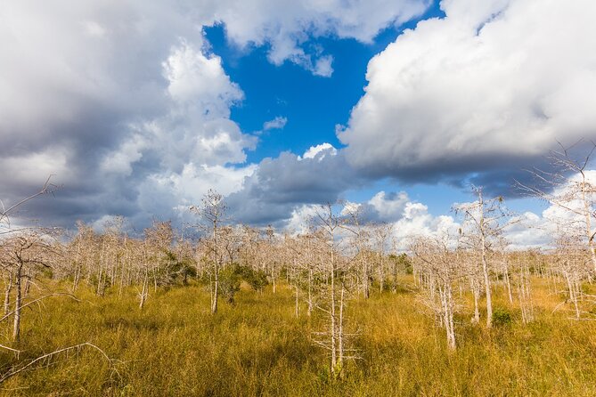 Big Cypress National Preserve Self Guided Driving Audio Tour - Stop 5 and 6: Loop Road engineering stories and the Jetport plot