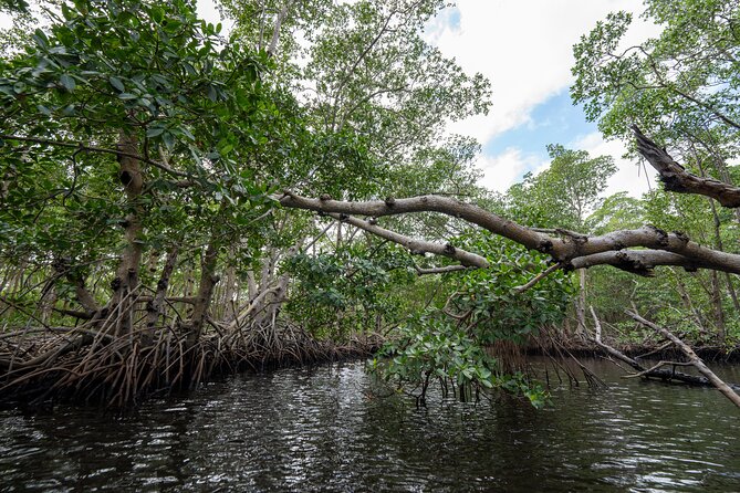 Clear Kayak Tour in North Miami Beach - Mangrove Tunnels - Price and Value: Why $73 Can Make Sense Here