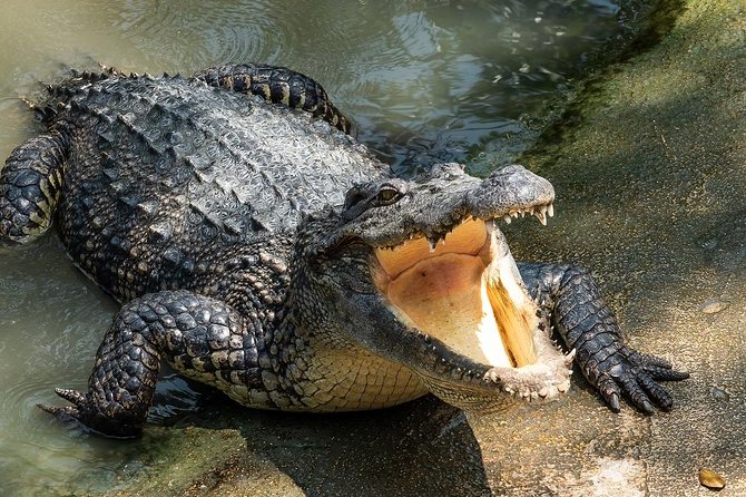 Depart from Miami to discover the Everglades with Airboat tour included! - Wildlife Show Included: Context for What You’re Spotting