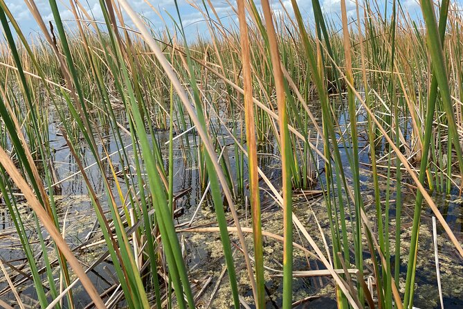 Everglades Airboat Adventure with Roundtrip Bayside Transfer - Price and value: is $69.99 a good deal?