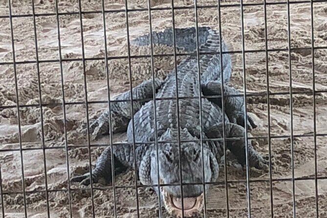 Everglades Airboat Experience – Wildlife & Wetlands - Alligators Up Close: The Show and What It Really Gives You