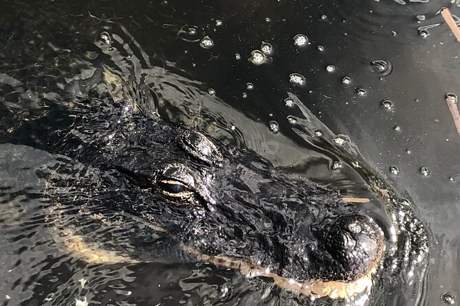 Everglades Airboat Experience – Wildlife & Wetlands - Who This Excursion Fits Best (and Who Should Skip It)