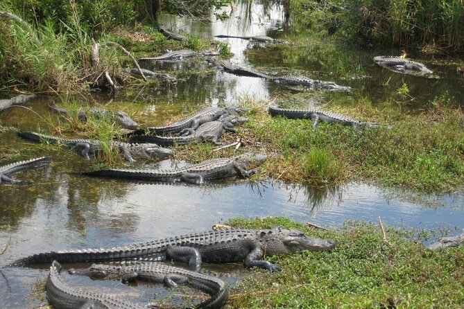 Everglades Airboat Experience – Wildlife & Wetlands - The Airboat Ride in the Broader Everglades Zone (Not Inside Park Boundaries)