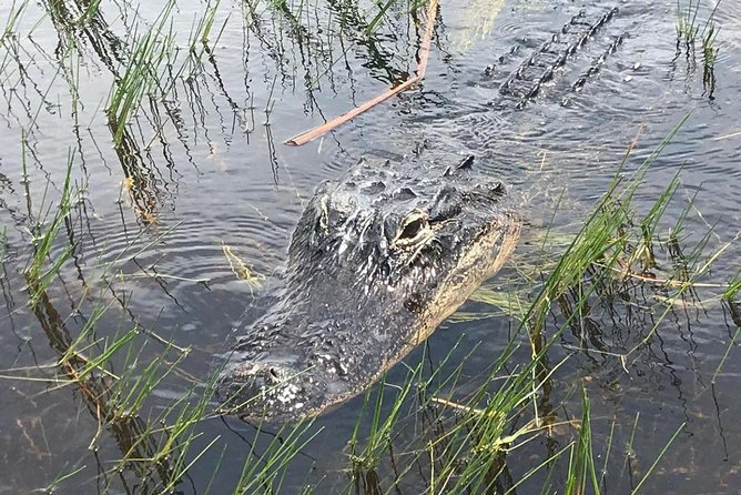 Everglades Airboat Safari Adventure with Transportation - Stop-by-stop reality: what each phase is doing for you