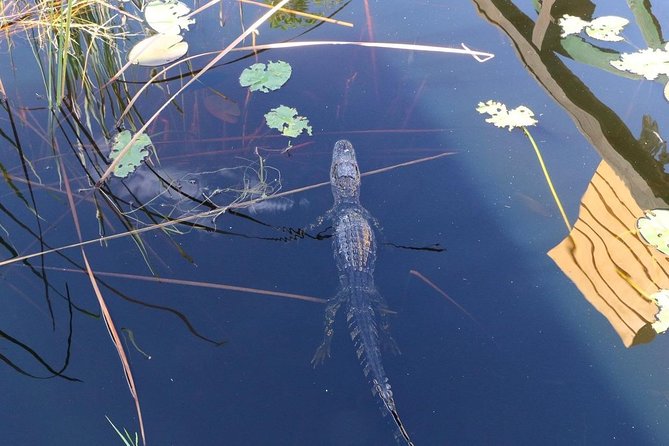 Everglades Airboat Safari Adventure with Transportation - Everglades time on land: exhibits, lunch break, and how the pace feels