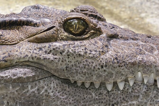 Everglades Airboat Tour with Roundtrip Transportation from Miami - The Alligator Show Up Close (and the Recovery Story)