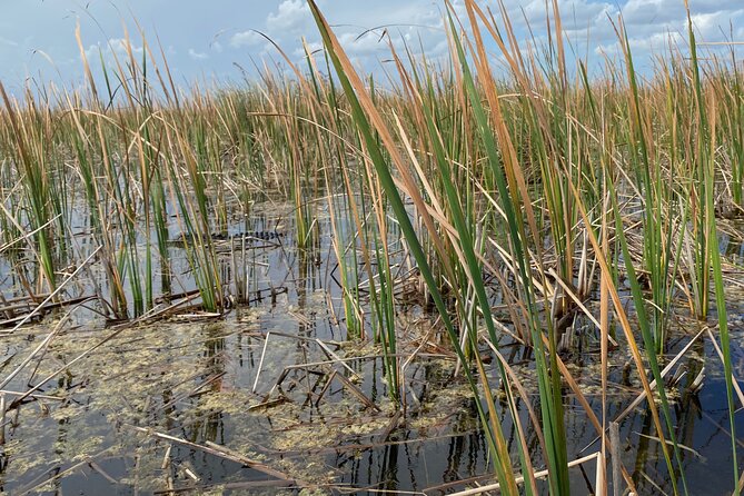 Everglades Airboat Tour with Roundtrip Transportation from Miami - Price and Value: Is $18 Actually Reasonable?