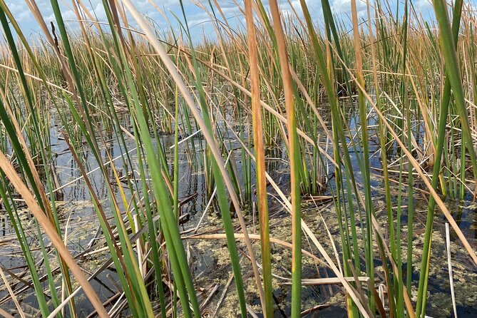 Everglades Airboat Tour with Roundtrip Transportation from Miami - Getting Your Expectations Right: A Fair Pros and Cons List