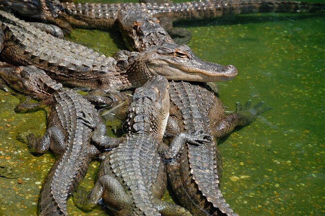 Everglades Airboat Tour with Roundtrip Transportation from Miami - Who Should Book This Everglades Airboat Tour