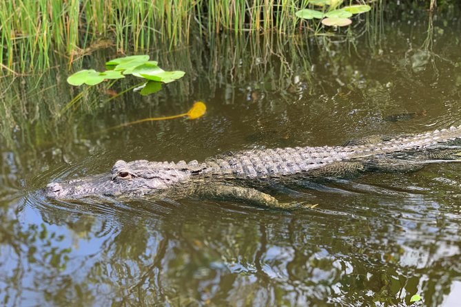 Everglades Airboat, Wildlife Show, and Roundtrip Bus From Miami - What to Bring (and What to Skip)