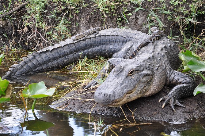 Everglades Airboat, Wildlife Show, and Roundtrip Bus From Miami - Holiday Park: Where You Get the Alligator Show and Some Breathing Room