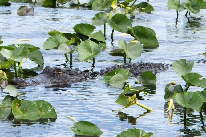 Everglades Alligator Airboat Tour with Bus transfer from Miami - The 1-Hour Airboat Tour: What You’ll See and How It Feels