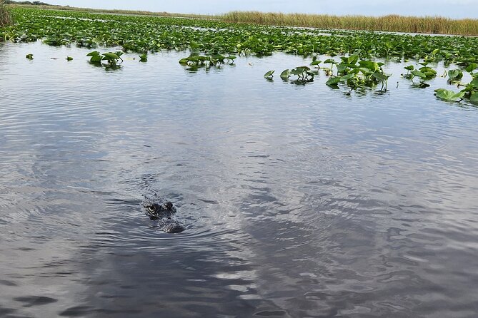 Everglades Alligator Airboat Tour with Bus transfer from Miami - Timing Reality Check: Why Waiting Can Happen at Holiday Park