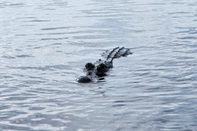 Everglades Alligator Airboat Tour with Bus transfer from Miami - Holiday Inn Port of Miami Pickup: The Part That Can Make or Break Your Day