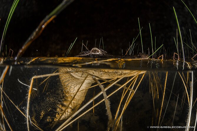 Everglades at Night with Airboat and Alligators Tour From Miami - What the Guides Add: Seminole Stories and Real Context