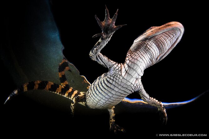 Everglades at Night with Airboat and Alligators Tour From Miami - Price and Value: Why $49 Works Better Than You Might Expect