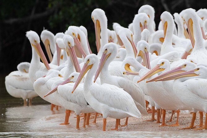 Everglades Birding, Dolphin and Wildlife Boat Tour (2 hours) - Quiet Boat Time in Everglades National Park, Without the Airboat Noise