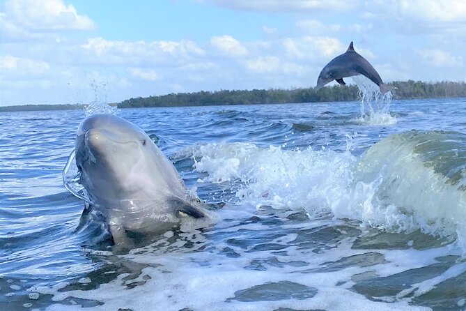 Everglades Birding, Dolphin and Wildlife Boat Tour (2 hours) - Wildlife Watch List: Dolphins, Manatees, Raptors, and Shore Birds