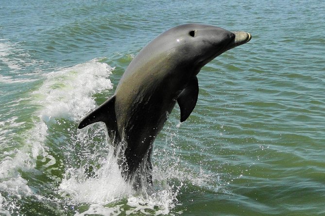 Everglades Birding, Dolphin and Wildlife Boat Tour (2 hours) - Meeting at Parkway Motel & Marina, and Boarding the Boat