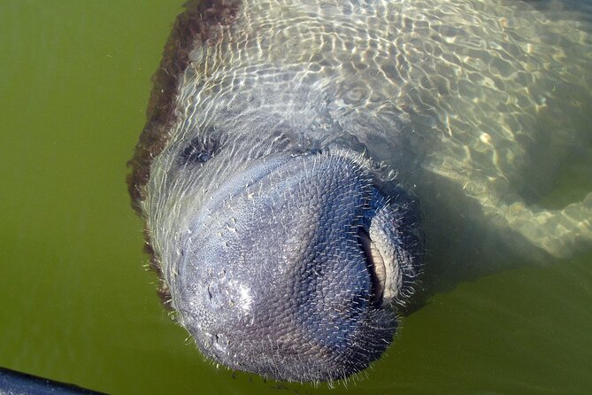 Everglades Birding, Dolphin and Wildlife Boat Tour (2 hours) - What to Bring (So You Don’t Waste a Great Spotting Moment)