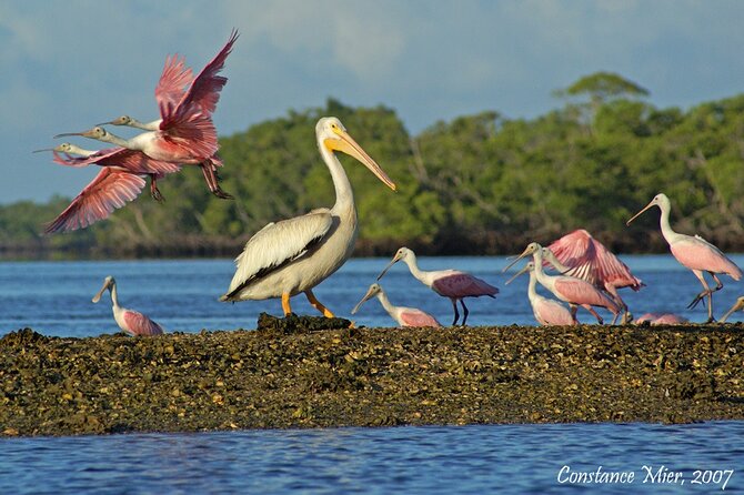 Everglades Birding, Dolphin and Wildlife Boat Tour (2 hours) - Price and Value: Why $119.95 Can Be Fair Here