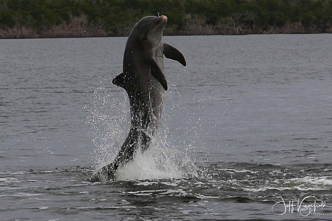 Everglades Birding, Dolphin and Wildlife Boat Tour (2 hours) - The 2-Hour Route Through the 10,000 Islands