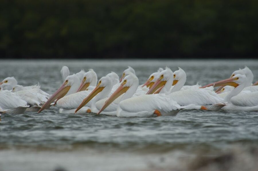 Everglades: Birding, Wildlife, and Photography Expedition - Key things that make this Everglades birding and photo trip special