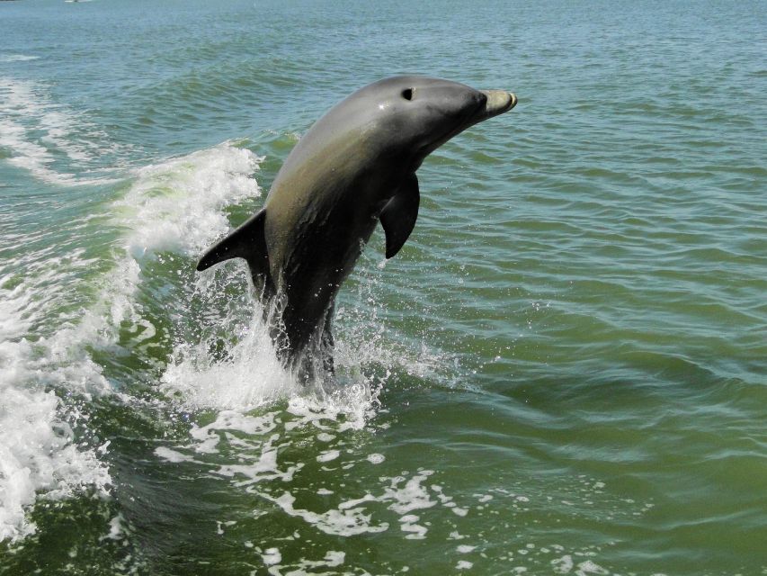 Everglades: Boat Assisted Kayak Eco Tour - Master Naturalist Guidance: History You Can Actually Use