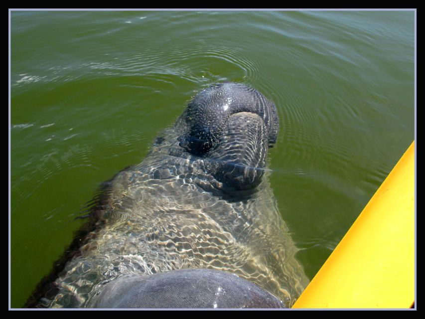 Everglades: Boat Assisted Kayak Eco Tour - Price and Value: $172 for a 3.5-Hour Wildlife Day