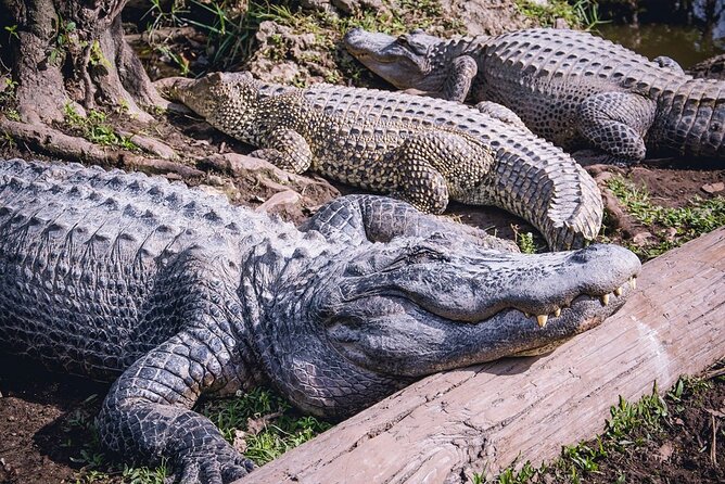 Everglades, Boat Cruise & Open-Top Bus Tour From Miami - Service, Staff, and Real-World Flexibility