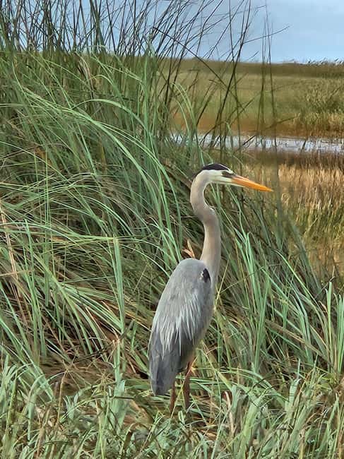 Everglades: boat tour with transportation& entrance included - Alligator Show: Learning While You Watch