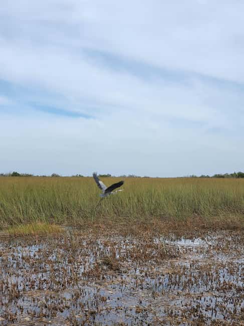 Everglades: boat tour with transportation& entrance included - Shore-Side Guidance Across French, English, Portuguese, and Spanish