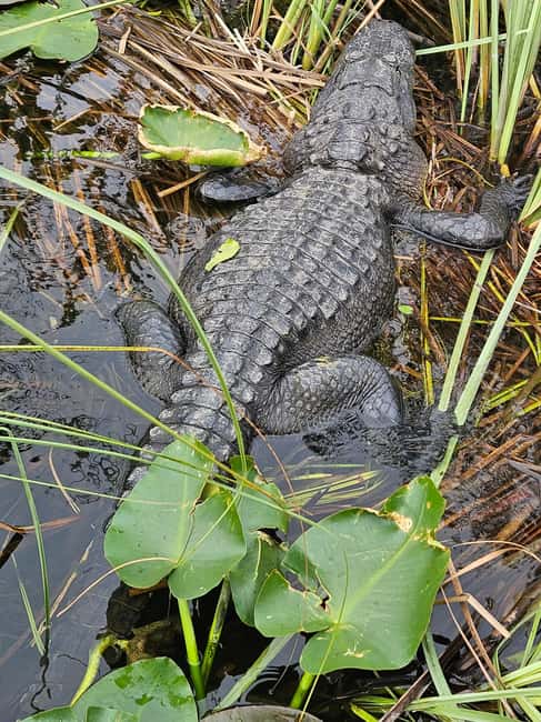 Everglades: boat tour with transportation& entrance included - Price and Value: Is $169 a Fair Deal for 4 Hours?