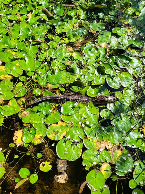 Everglades: boat tour with transportation& entrance included - What to Bring, What’s Not Allowed, and Simple Expectations