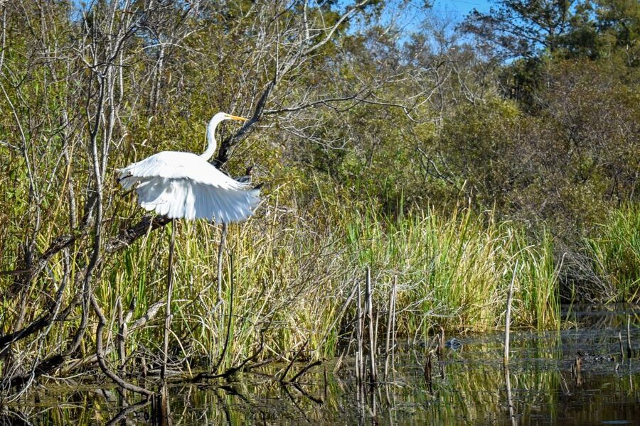 Everglades City: Guided Kayaking Tour of the Wetlands - Key Things to Know Before You Paddle