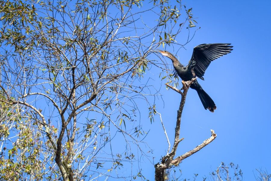 Everglades City: Guided Kayaking Tour of the Wetlands - The Mangrove Tunnel Experience: Why This Route Works