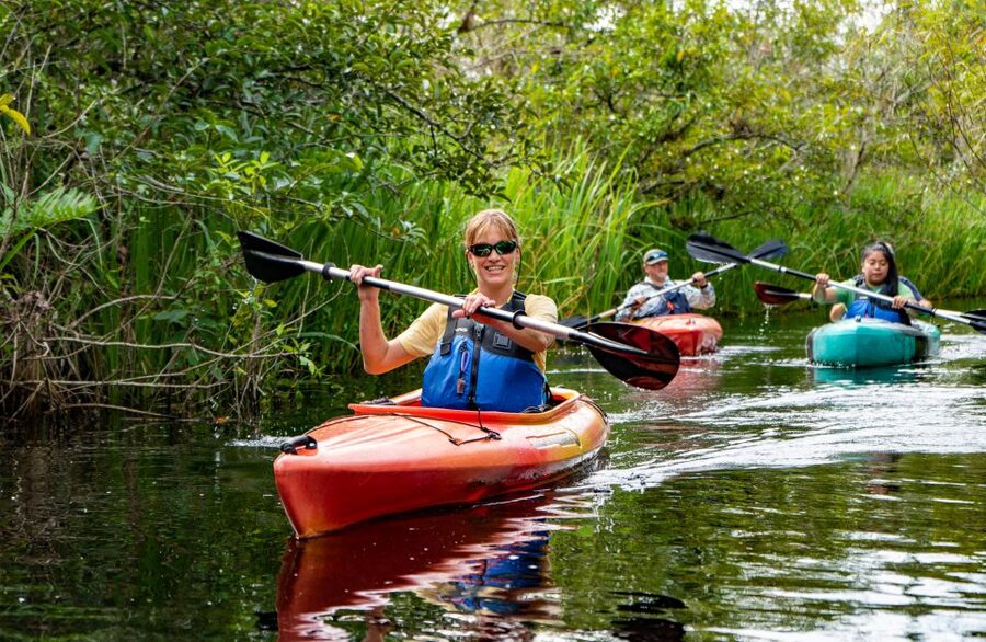 Everglades City: Guided Kayaking Tour of the Wetlands - Ecosystem Lessons: What You Learn While You Paddle