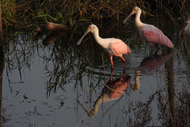 Everglades Day Safari from Miami - Big Cypress National Preserve: more room, different rules