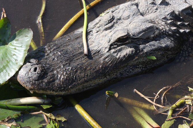 Everglades Day Safari from Miami - Everglades National Park by airboat: the iconic ride, but with context