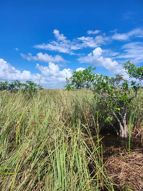 Everglades Eco Airboat Small-Group Tour & 2 Private Islands - Luxury pickup and the small-group pace that changes everything