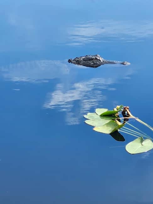 Everglades Eco Airboat Small-Group Tour & 2 Private Islands - Why the private-island stops feel more meaningful than typical park stops