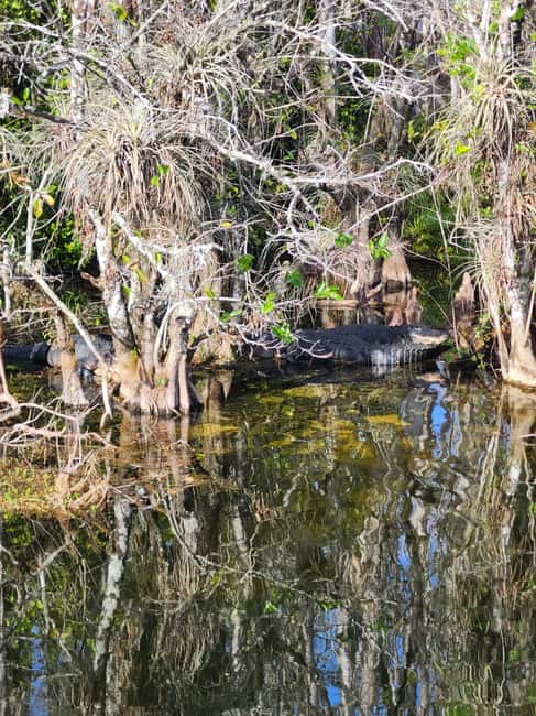 Everglades Eco Airboat Small-Group Tour & 2 Private Islands - What the guides actually do with your time (and why it matters)