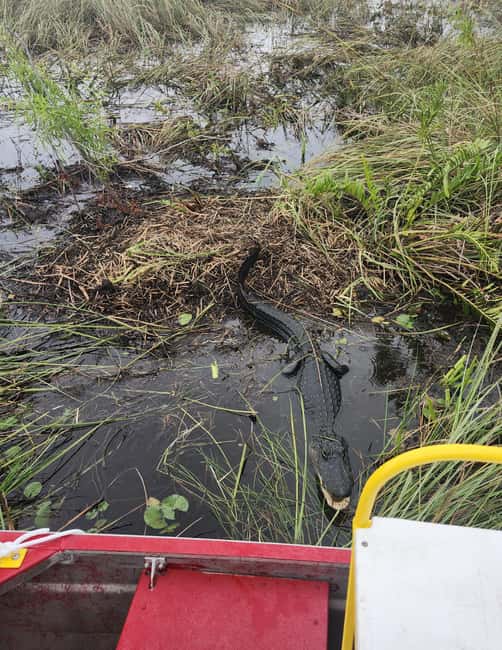 Everglades Eco Airboat Small-Group Tour & 2 Private Islands - Timing and logistics: what a 4.5–5 hour day feels like