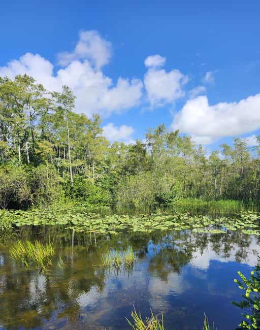 Everglades Eco Airboat Small-Group Tour & 2 Private Islands - The open-air airboat: where you actually see the Everglades